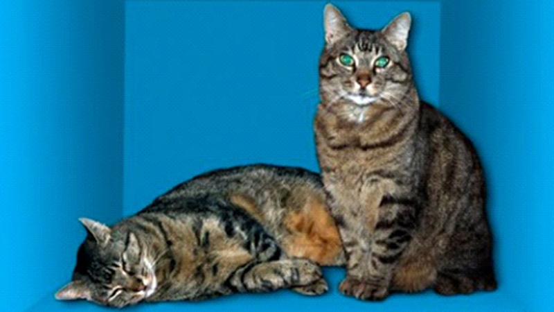 schrodinger's-cat-laaltain